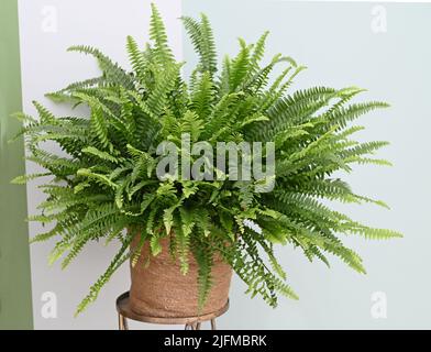 Primo piano di Nephrolepis in una pentola. Isolato su sfondo bianco Foto Stock