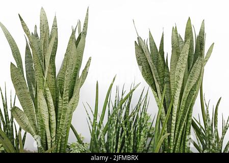 Foglia verde a righe di lingua madre-in-legge con bordo dorato Foto Stock