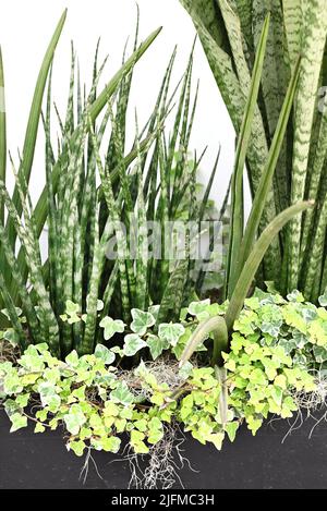 A strisce la foglia verde della lingua madre-in-legge e Hedera Foto Stock