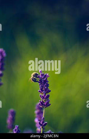 Piccolo Bumblebee che raccoglie polline da fiore di lavanda. Foto di alta qualità Foto Stock