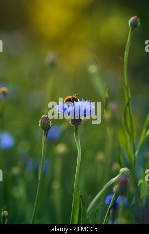 Piccola ape che raccoglie il polline da fiore di mais blu. Foto di alta qualità Foto Stock