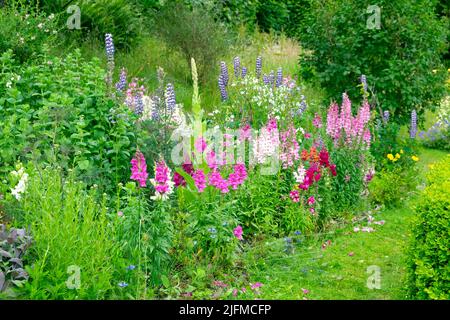 Antirrinomi o snapdraghi che crescono in un giardino di fiori di campagna erbaceo di confine nel mese di luglio Carmarthenshire Galles Regno Unito KATHY DEWITT Foto Stock