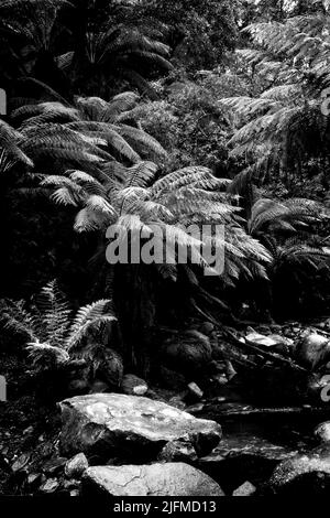 FELCI DI ALBERI E LETTO ROCCIOSO DEL FIUME ERSKIN CADE LORNE VICTORIA AUSTRALIA Foto Stock