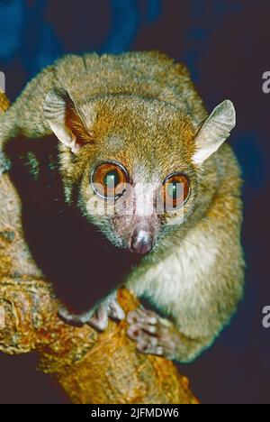 Coquerel's Dwarf Lemur o Giant mouse Lemur, (Mirza coquereli,) dal Madagascar nord-occidentale. Elencato come svincolato. Foto Stock