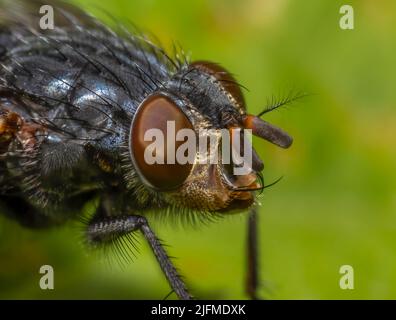 Da vicino la testa della specie di mosca - Calliphora vicina che mostra gli occhi grandi e le numerose protuberanze Foto Stock