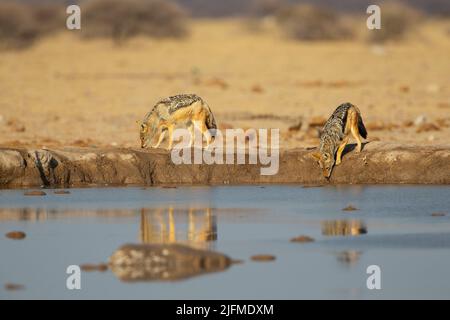 Jackals (Canis mesomelas) a sfondo nero in idrovolatura Foto Stock