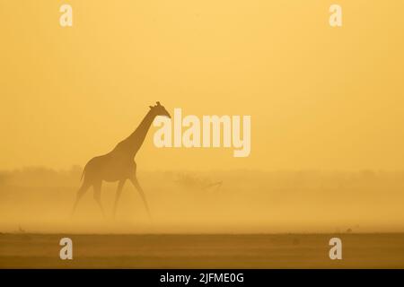 Southern Savanna Giraffe (Giraffa giraffa) al tramonto con polvere soffiata retroilluminata Foto Stock