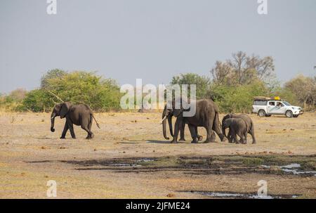 Famiglia di elefanti africani (Loxodonta africana) con veicolo safari in background Foto Stock
