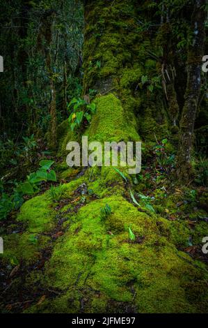Muschio che cresce nella foresta nuvolosa, San Gerardo de Dota, Costa Rica. Foto Stock