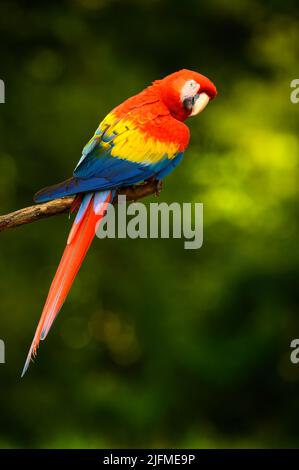 Scarlatto Macaw (Ara macao) seduto su un ramo, visto da dietro, guardando la macchina fotografica, Costa Rica. Foto Stock