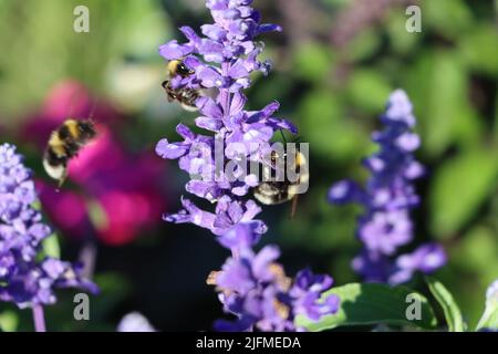 Tre bumblebee stanno volando attraverso il campo di lavanda in cerca di nettare e avventura Foto Stock