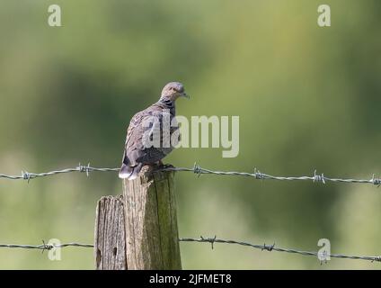 Sull'orlo dell'estinzione , un colourtle dove colorato su sfondo verde , sedette su una stellare recinzione di filo spinato su una fattoria in Essex , Regno Unito Foto Stock