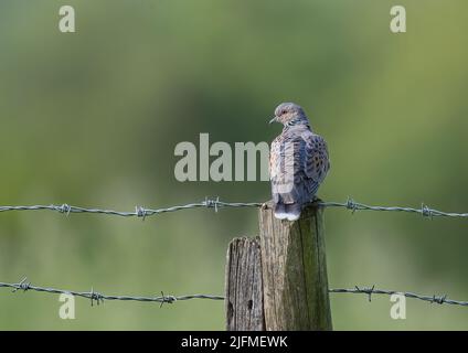 Sull'orlo dell'estinzione , una dolce e timida Turtle dove , sedette su una recinzione di filo spinato in una fattoria nell'Essex , Regno Unito Foto Stock