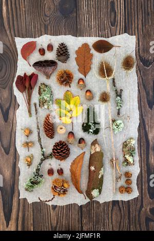 Studio autunnale sulla natura delle foglie, degli oggetti naturali e della fauna europee. Sfondo composizione botanica per la stagione autunnale del Ringraziamento. Disposizione piatta. Foto Stock