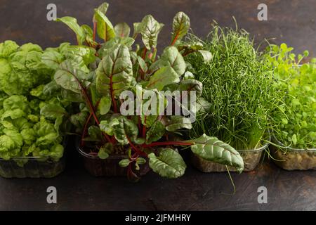 Set di scatole con germogli micrograni di lardo, cipolla, trifoglio, basilico su fondo di cemento nero. Vista laterale, spazio di copia. Foto Stock