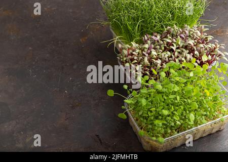 Set di scatole con germogli micrograni di cipolla, barbabietola, trifoglio, basilico su fondo di cemento nero. Vista laterale, spazio di copia. Foto Stock