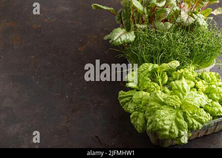 Set di scatole con germogli micrograni di cipolla, chard, basilico su fondo di cemento nero. Vista laterale, spazio di copia. Foto Stock