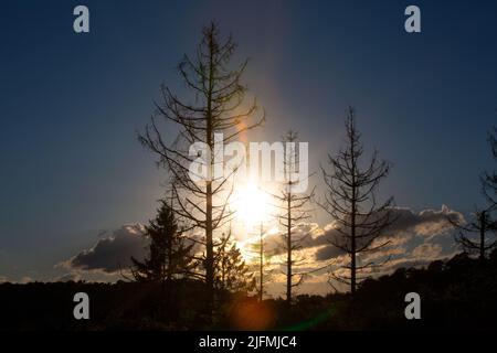 Conifere appassite da bruciare sole. Albero morte a causa di prolungata siccità, Bark Beetle infestazione Foto Stock