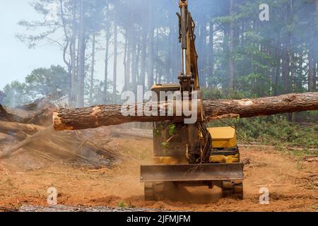 Nella foresta, conduce il lavoro sul manipolatore del trattore solleva i tronchi di processo per preparare la terra Foto Stock