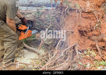 Un dipendente di un'agenzia municipale taglia un albero dopo una violenta tempesta Foto Stock