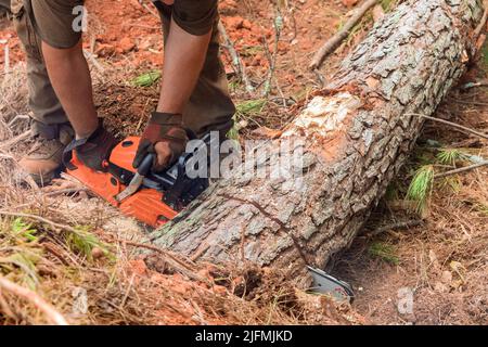 Dopo una violenta tempesta, un lavoratore taglia un albero sradicato con una motosega Foto Stock