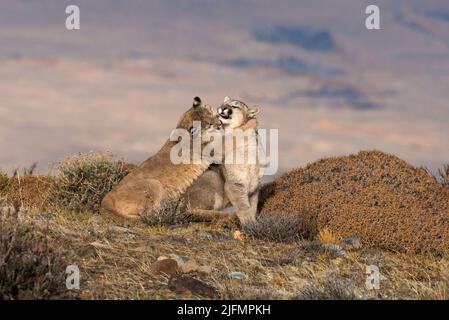 Cuccioli di Puma che giocano nei pressi di Torres del Paine N.P., Cile meridionale Foto Stock