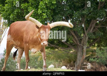 Esemplare della razza Watusi: Bestiame dei re Foto Stock