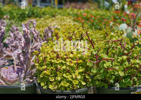 Varietà di piante succulente. I tipi popolari di succulenti si avvicinano. Foto Stock