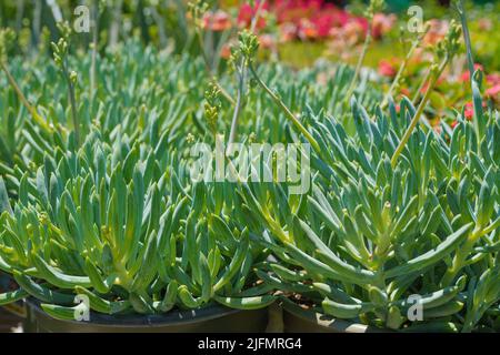 Varietà di piante succulente. I tipi popolari di succulenti si avvicinano. Foto Stock