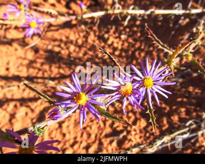 Piccoli fiori selvatici viola a margherita della famiglia Aster nel secco scrubland Moab, Utah, USA Foto Stock