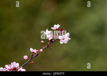 L'albero di prugna fiorisce in primavera. Foto Stock