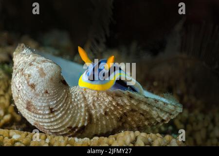 Nudibranch nello stretto di Lembeh, Nord-Sulawesi, Indonesia Foto Stock