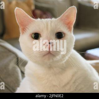 Un gatto domestico bianco con due occhi di colore diverso Foto Stock