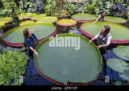 L'orticulturista Carlos Magdalena con l'artista botanico freelance Kew Lucy Smith tra il giglio gigante 'genere Victoria', Kew Gardens, Surrey, Regno Unito Foto Stock