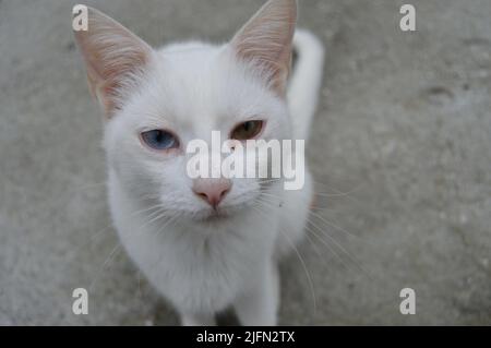 Un primo piano del gatto bianco dall'occhio dispari sulla strada guardando la fotocamera. Foto Stock