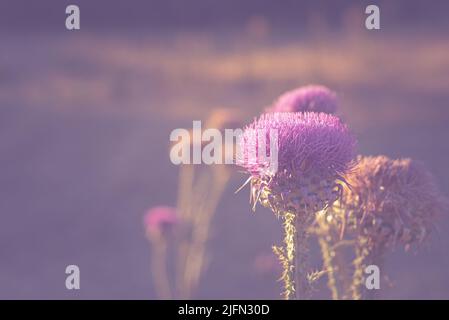 Fioriture (fioritura). Vista e sfondo morbido con Thistle di cotone (Onopordum acanthium). Foto Stock