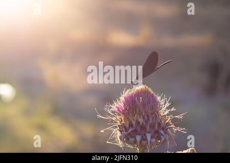 Bella Demoiselle (Calopteryx Virgo) su cardo di cotone al tramonto. Foto Stock