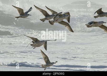 Fiocco di gabbiani con retroilluminazione morbida in volo sulla costa settentrionale del portogallo Foto Stock