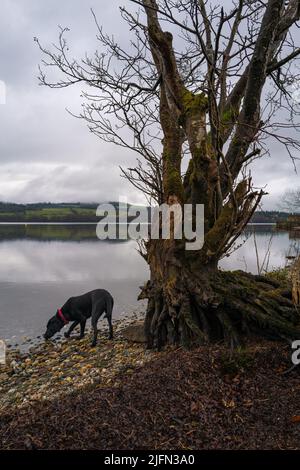 Il Labrador nero sulla riva del Loch Lomond in Scozia si posò contro la tranquilla superficie del lago simile a uno specchio Foto Stock