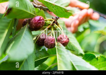 Frutti di ciliegia su un albero colpito da marciume grigio. Malattia monoliosi su bacche mature. Foto Stock