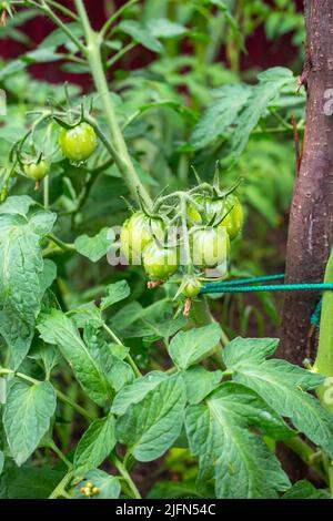 Grappoli giovani con pomodori verdi su un ramo dopo la pioggia. Garter cespugli di pomodori. Foto Stock