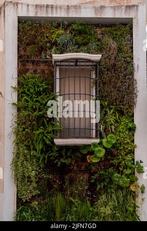 Primo piano di finestra bianca isolata, circondata da piante verdi. Un muro pieno di piante appese. Diverse colure. Conservazione della natura. Foto Stock