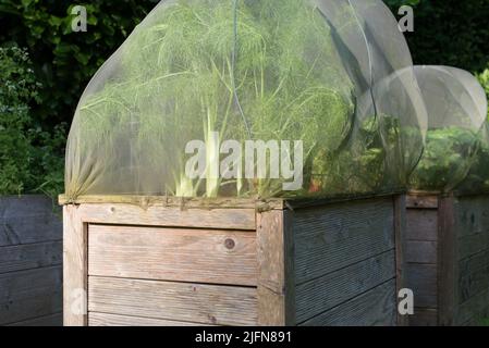 Primo piano di un letto rialzato coperto in un giardino. Finocchio cresce sotto una rete. La rete protegge le piante dalle lumache e dagli insetti. Foto Stock