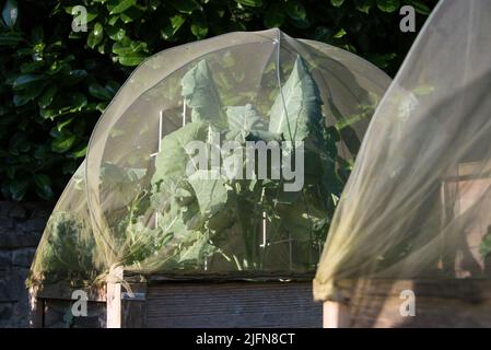 kohlrabi che cresce in un letto sopraelevato sotto una rete Foto Stock