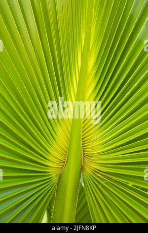 Foglia di palma verde di Palma Talipot (Corypha umbraculifera L.) Foto Stock
