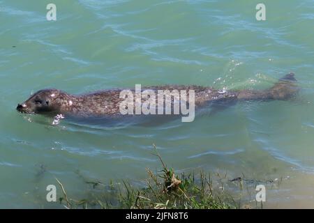 Una grande foca grigia nuota nel fiume Arun, West Sussex, Regno Unito. Posizione inusuale a 3 miglia all'interno dal mare, ma ben noto localmente per diversi anni. Foto Stock