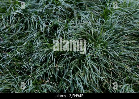 Ophiopogon japonicus close up Foto Stock