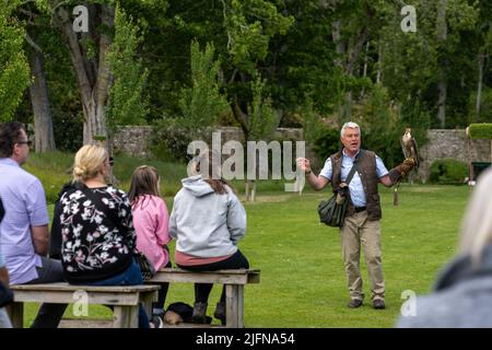 Golspie, Regno Unito - 25 giugno 2022: falconer e Peregrine falcone durante uno spettacolo nei giardini del castello di Dunrobin Foto Stock