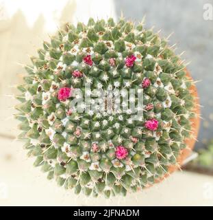 Cactus di Pincushion messicano, Mammillaria magnimamma con fiori in crescita a Dublino, Irlanda. Foto Stock