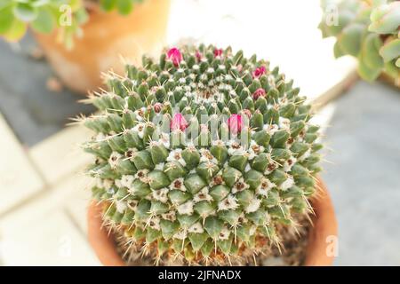 Cactus di Pincushion messicano, Mammillaria magnimamma con fiori in crescita a Dublino, Irlanda. Foto Stock